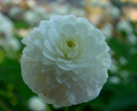 Pure white pom pom like flowers